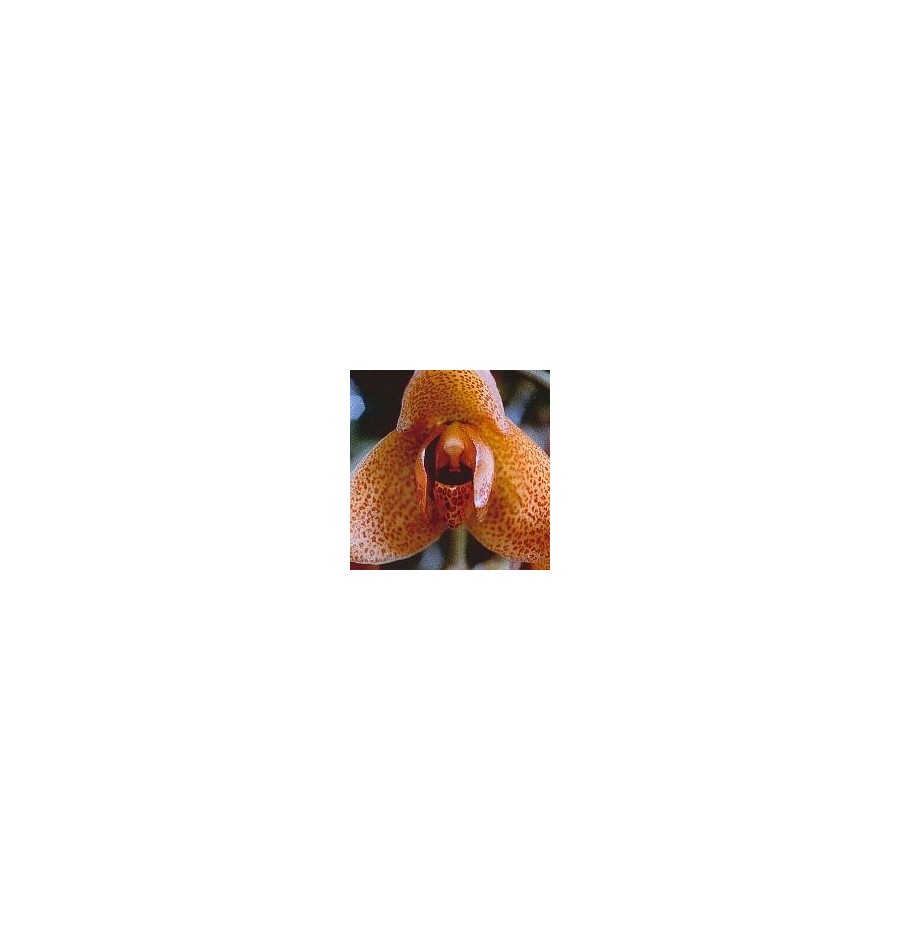 Agression Orchid* Agression Orchid*