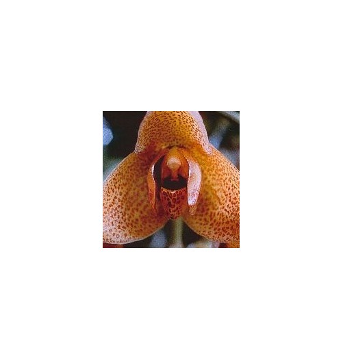 Agression Orchid*