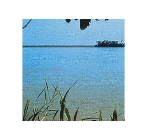 Amazonas*
