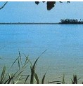 Amazonas*