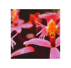 Angel Orchid*