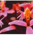 Angel Orchid*