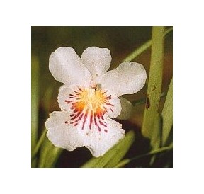 Angel of protection Orchid*