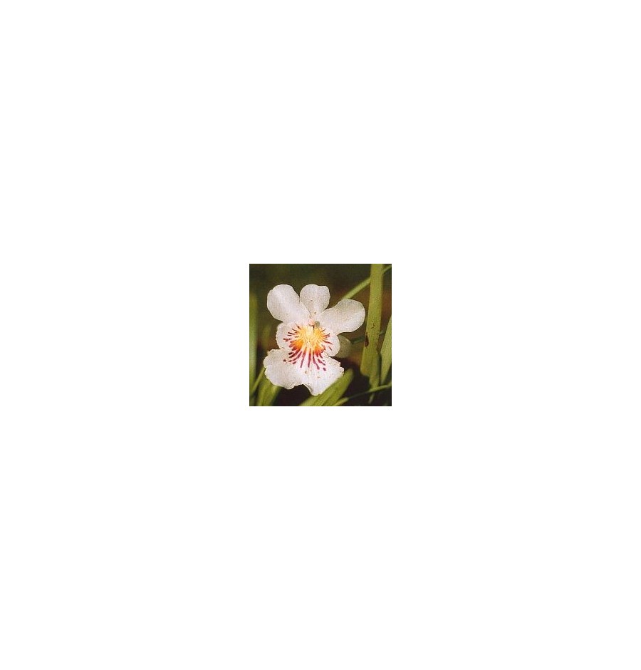 Angel of protection Orchid* Angel of protection Orchid*