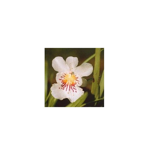 Angel of protection Orchid*
