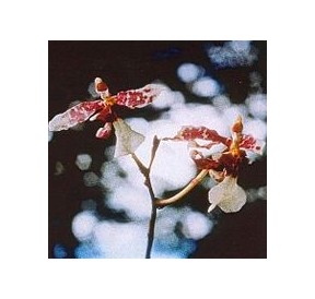 Channeling Orchid*