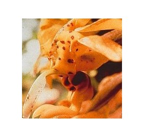 Chocolate Orchid*