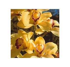 Coordination Orchid*