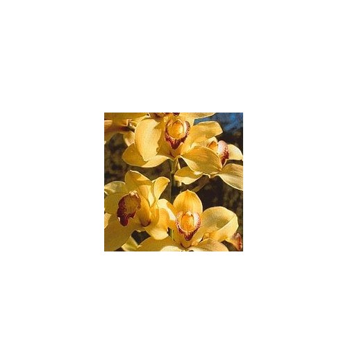 Coordination Orchid*