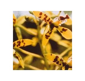 Deva Orchid*