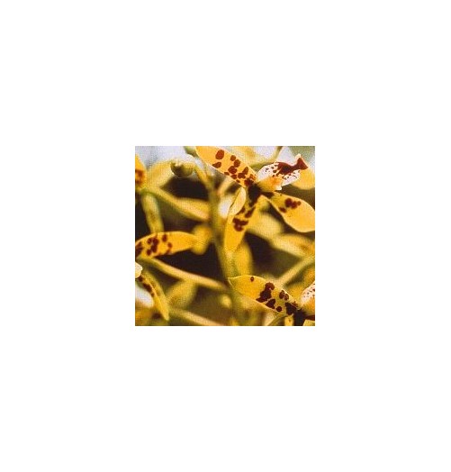 Deva Orchid*