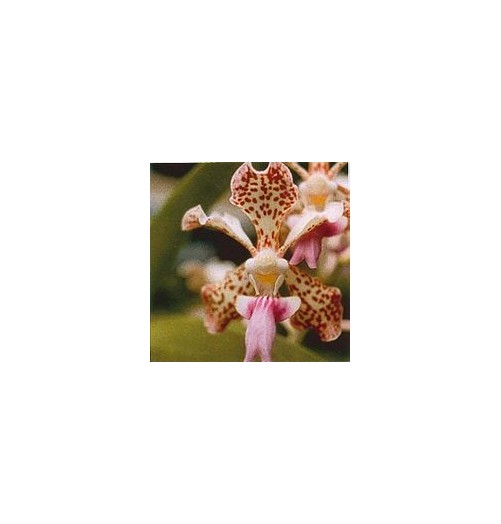 Fun Orchid*