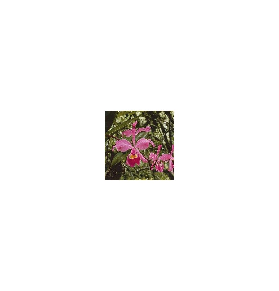 Füllhorn Cattleya*