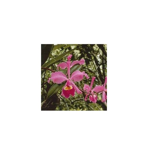 Füllhorn Cattleya*