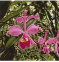 Füllhorn Cattleya*