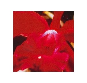 Hearth Orchid*