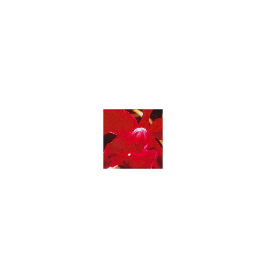 Heart Orchid* Heart Orchid*
