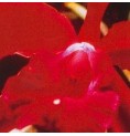 Heart Orchid* Heart Orchid*
