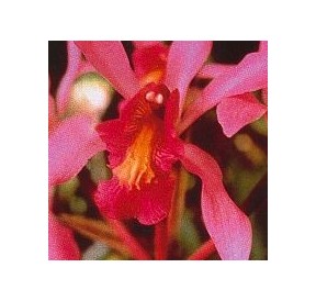 Higher Self Orchid*