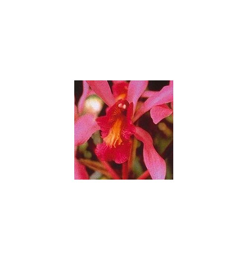 Higher Self Orchid*
