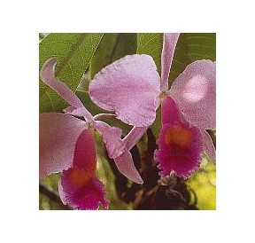 Inspiration Orchid*