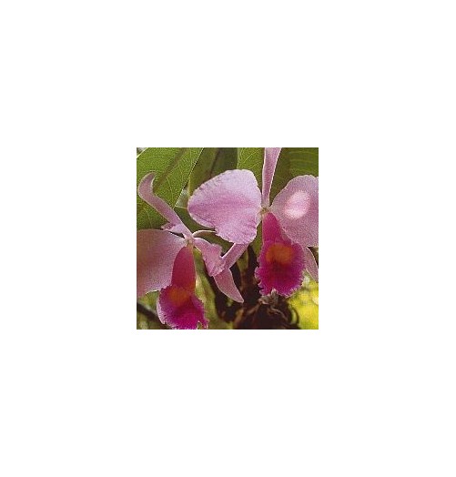 Inspiration Orchid*