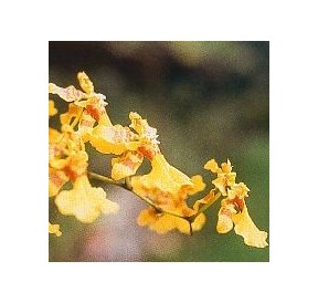 Love Orchid*