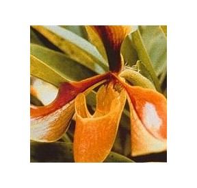 Psyché Orchid*