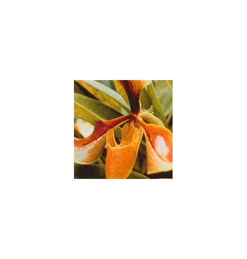 Psyché Orchid*