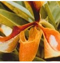 Psyché Orchid* Psyché Orchid*