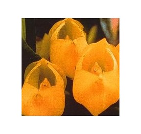 Vénus Orchid*