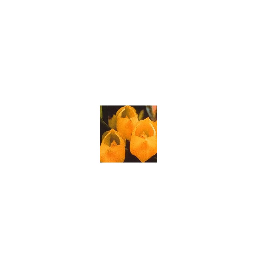 Vénus Orchid* Vénus Orchid*