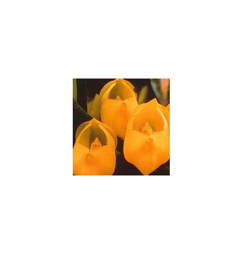 Vénus Orchid*