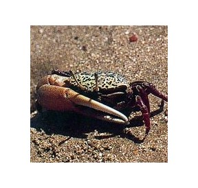 Crabe