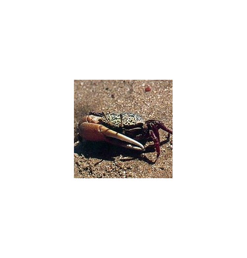 Crabe