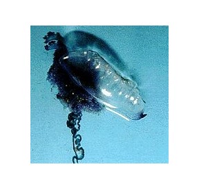 Galère Portuguaise*