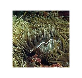 Anémone de mer*