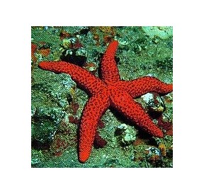 Etoile de Mer*