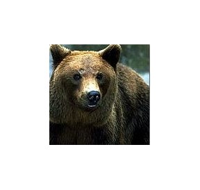 Ours*
