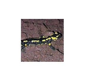 Salamandre*