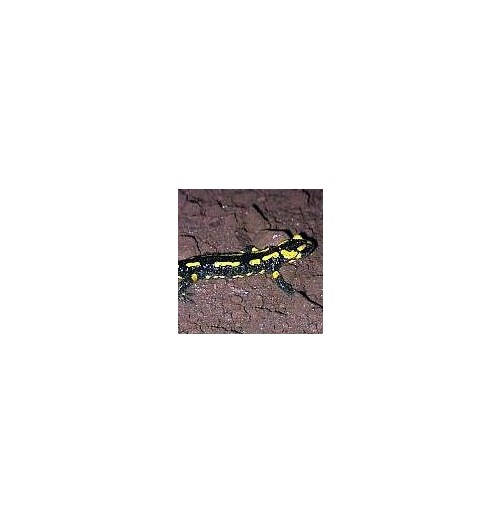 Salamandre*