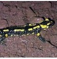 Salamandre* Salamandre*