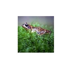 Grenouille*