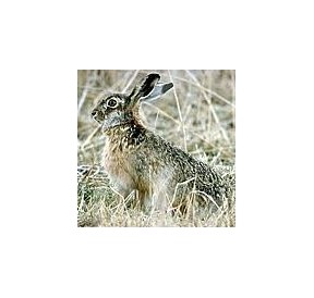 Lapin*