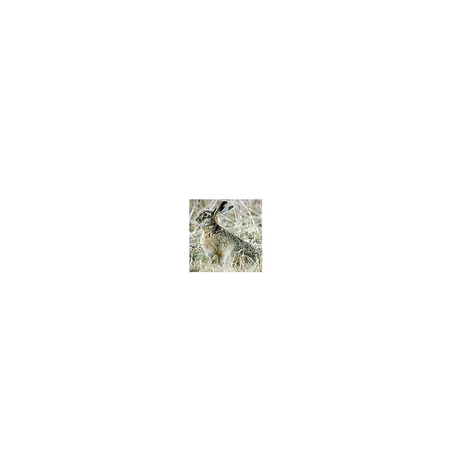 Lapin*
