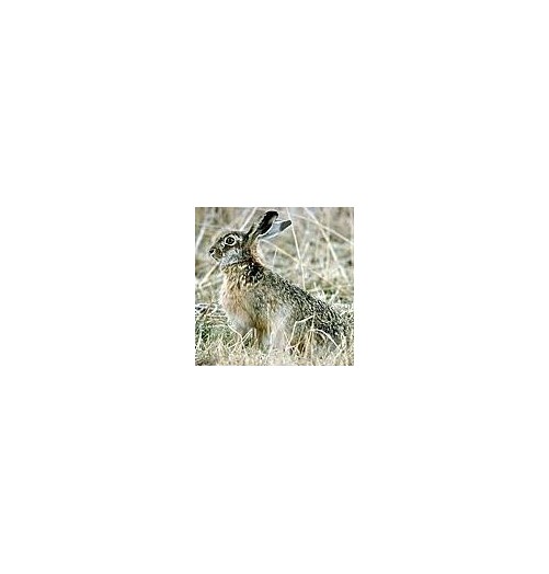 Lapin*