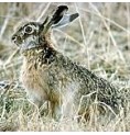 Lapin*