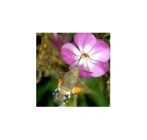 Papillon de nuit*