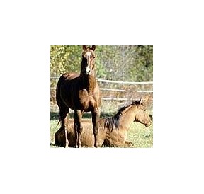 Cheval*