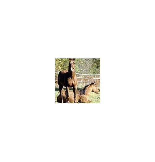 Cheval*